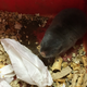 A highveld mole-rat.